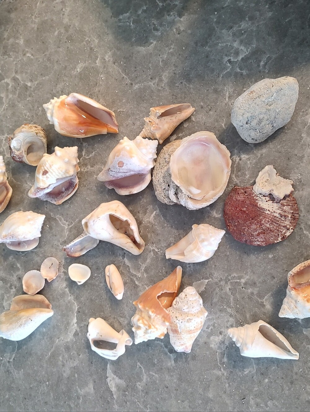 Unique Shells about 15 - Picture 4 of 11